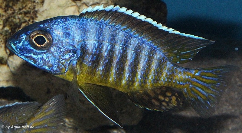 Aulonocara hueseri 'Likoma Island'